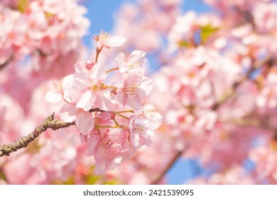 Beautiful and cute Kawazu Zakura Sakura cherry blossoms against blue sky, Kawazu River, Shizuoka, Japan. Wallpaper background - Powered by Shutterstock