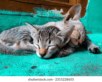 Beautiful cute kittens sleeping photo  - Shutterstock ID 2315228655