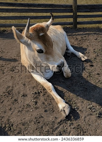 Beautiful Cute Large Jersey Steer Cow Cattle Farm Animal Sleeping Laying Down with Leg Stretched out Relaxing with Large Horns