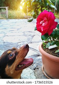 Beautiful Cute Little Dog Smelling A Red Rose In A Flower Pot