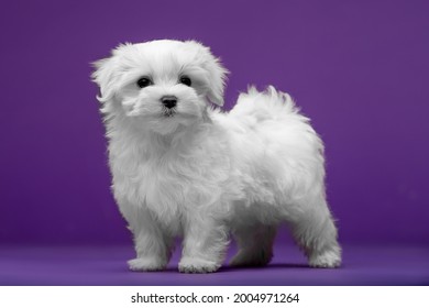 Beautiful And Cute Maltese Puppies On A Purple Background