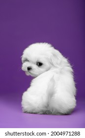 Beautiful And Cute Maltese Puppies On A Purple Background