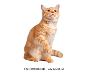 Beautiful cute orange cat isolated on white background. File contains clipping path. - Powered by Shutterstock