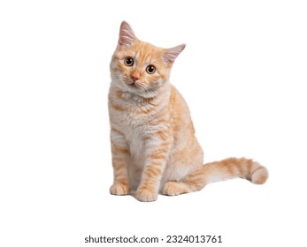 Beautiful cute orange cat isolated on white background. File contains clipping path. - Powered by Shutterstock