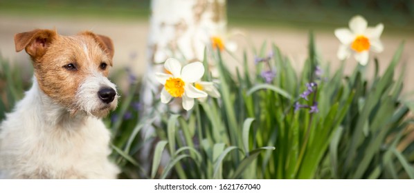 Beautiful cute pet dog with daffodil Easter flowers in spring, web banner