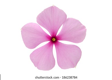 Beautiful Cute Pink Flower Isolated On Stock Photo 186238784 | Shutterstock