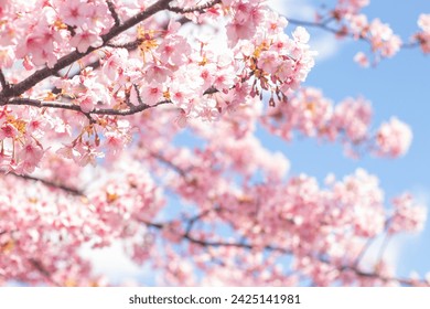 Beautiful and cute pink Kawazu Zakura (cherry blossom) against blue sky, wallpaper background. Tokyo, Japan