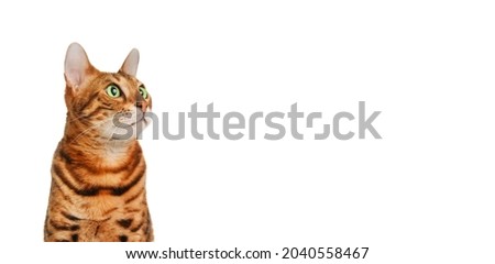 Beautiful cute red green-eyed ginger black-striped pure-bred bengal cat on white background looking right face. Copy space for text.Adorable pet on banner.