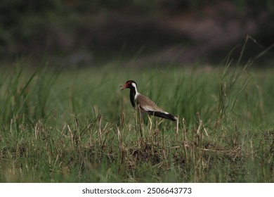 Beautiful and cute Red-wattled lapwing birds photography in the morning while traveling Nalsarovar Birds Wildlife Sanctuary  - Powered by Shutterstock