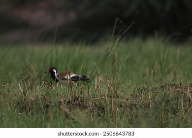 Beautiful and cute Red-wattled lapwing birds photography in the morning while traveling Nalsarovar Birds Wildlife Sanctuary  - Powered by Shutterstock