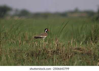 Beautiful and cute Red-wattled lapwing birds photography in the morning while traveling Nalsarovar Birds Wildlife Sanctuary  - Powered by Shutterstock