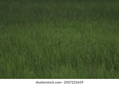 Beautiful and cute Red-wattled lapwing birds photography in the morning while traveling Nalsarovar Birds Wildlife Sanctuary  - Powered by Shutterstock