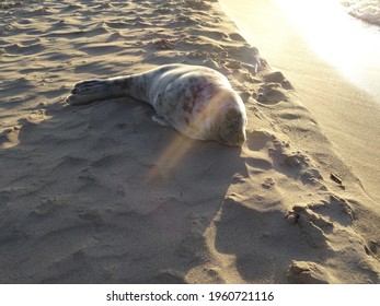 Beautiful cute sea lion seal. Natural wildlife shot. Seals resting on sand with ocean sea background. Wild animal in nature. High quality photo