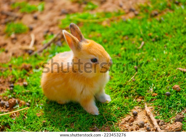 Beautiful Cute Small Yellow Rabbit Sitting Stock Photo (Edit Now) 223453276
