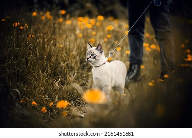 A Beautiful Cute Tabby Cat Walks On A Leash With Its Owner In A Clearing Overgrown With Yellow Dandelion Flowers On A Summer Day. Walking With A Pet In Nature.