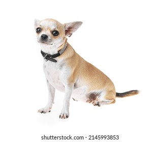 4,988 Mexican dog chihuahua Images, Stock Photos & Vectors | Shutterstock