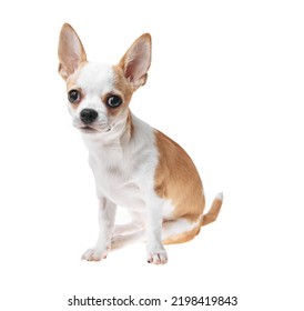 27,582 Cute chihuahua face Images, Stock Photos & Vectors | Shutterstock