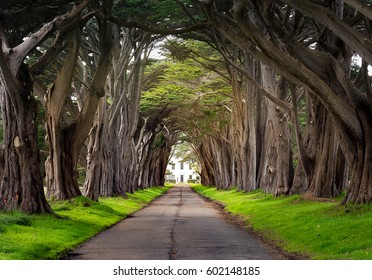 Beautiful Cypress Tunnel on the way to Point Reyes