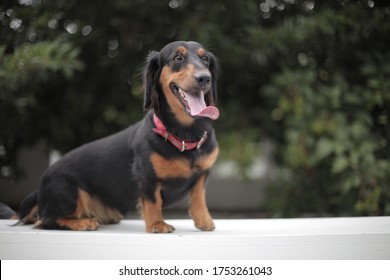 A beautiful dachshund dog with nature background