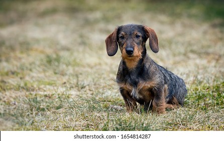 Beautiful dachshund puppy. Dog portrait