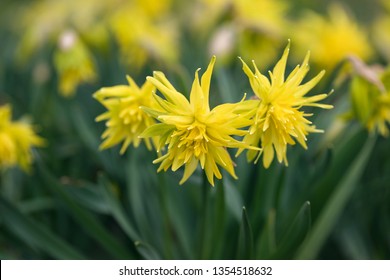 
Beautiful daffodil Rip van winkle flowers in the spring garden. (Narcissus pumilus) Nature background. 