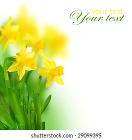 Beautiful Daffodils border