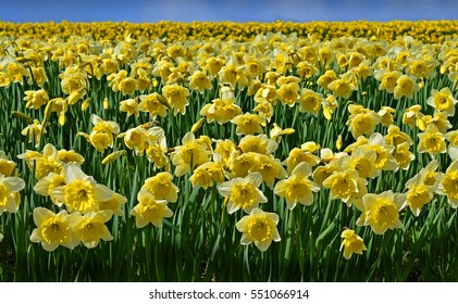 Beautiful Daffodils Field On A Clear Spring Day.  