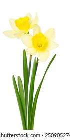 Beautiful Daffodils Isolated On White Background