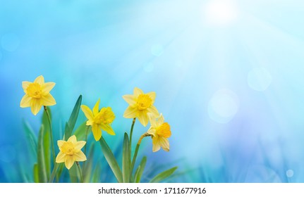 Daff Images, Stock Photos & Vectors | Shutterstock