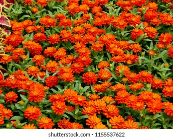 Beautiful Dahlia Flower Field Background