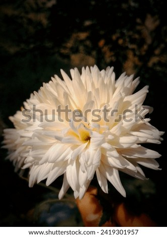 Beautiful dahlia white flower edit