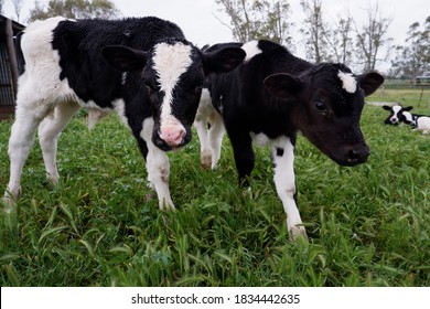 Beautiful Dairy Calves Enjoying A Rainy Day