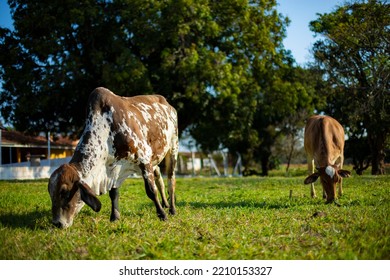 Beautiful dairy cows and brown colored bulls grazing by the lake on the farm on a sunny day in the city of sao paulo brazil - Shutterstock ID 2210153327