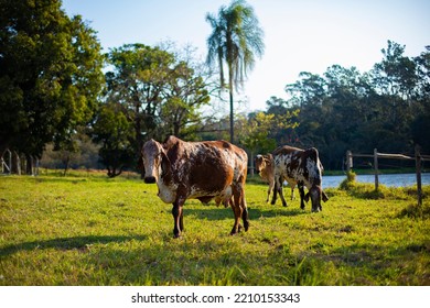 Beautiful dairy cows and brown colored bulls grazing by the lake on the farm on a sunny day in the city of sao paulo brazil - Shutterstock ID 2210153343