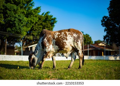 Beautiful dairy cows and brown colored bulls grazing by the lake on the farm on a sunny day in the city of sao paulo brazil - Shutterstock ID 2210153353