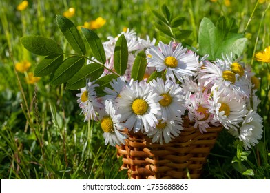 Beautiful daisy bouquet in a wicker basket on a natural blurred meadow background in summer. Summer solstice bouquet in Latvia, Baltics.