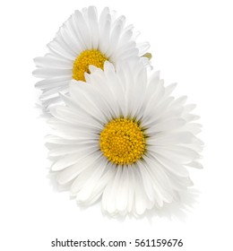 Beautiful daisy flowers isolated on white background cutout