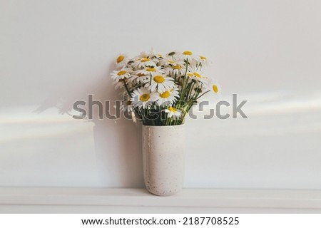 Beautiful daisy flowers in sun ray on white background. Summer vibes, simple home decor. Daisy bouquet in modern ceramic vase in boho room. Summer wallpaper, copy space