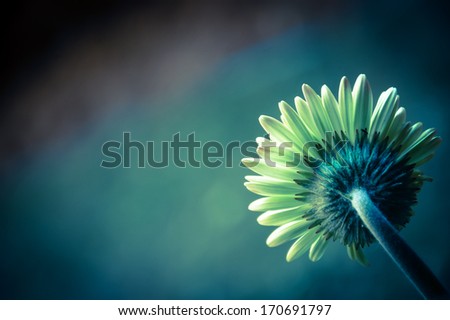 Beautiful daisy or gerbera background. Back view. Cross process. Shadowed angles.