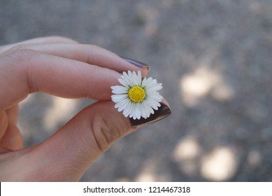 beautiful daisy kept in your hand - Shutterstock ID 1214467318