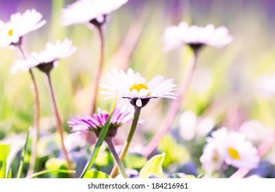 Beautiful Daisy in a meadow 
