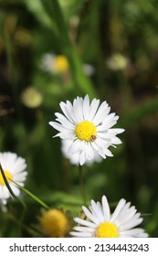 A Beautiful Daisy With A Small Bug