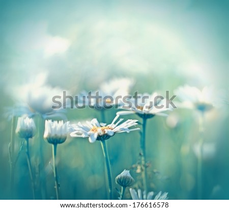 Similar – Daisy meadow daisy Meadow