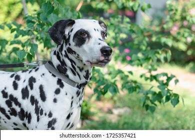 A beautiful dalmatian with black spots walks in the park in spring on a leash with the mistress. Walk with your pet in quarantine.