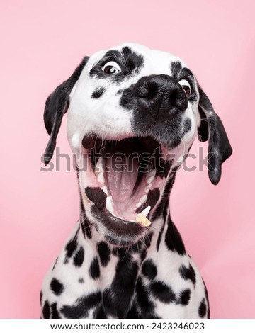 Beautiful dalmatian dog breed isolated on pink background. looking at camera . front view
.dog studio portrait.dog isolated .puppy isolated .dog closeup face,indoors.cute puppy isolated .isol pup.
