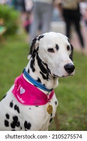 Beautiful Dalmatian At The Dog Show Won First Place