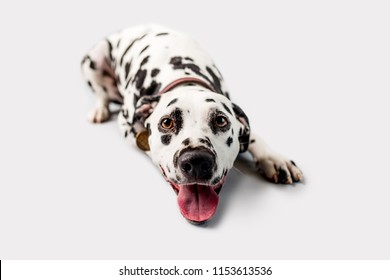 Beautiful Dalmation Dog Lying Down