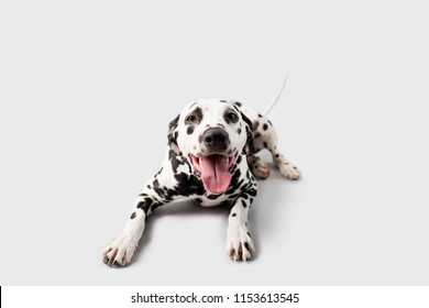 Beautiful Dalmation Dog Lying Down