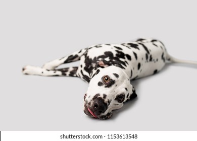 Beautiful Dalmation Dog Lying Down