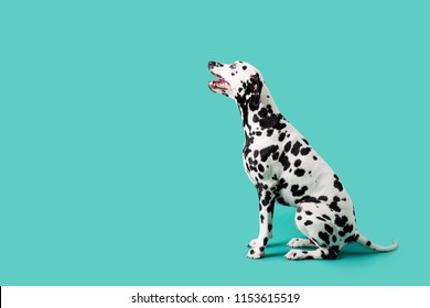 Beautiful Dalmation Dog On Colored Background